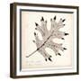 Black Oak Leaf-Booker Morey-Framed Art Print