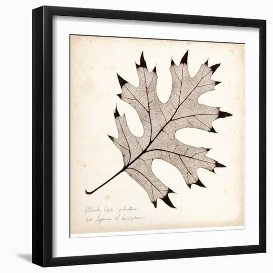 Black Oak Leaf-Booker Morey-Framed Art Print