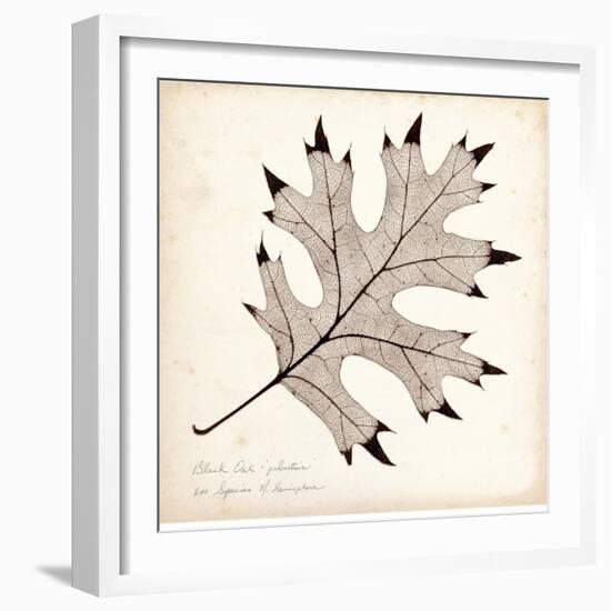 Black Oak Leaf-Booker Morey-Framed Art Print