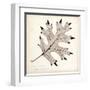 Black Oak Leaf-Booker Morey-Framed Art Print