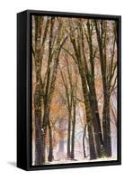 Black oaks in winter, Yosemite Valley, Yosemite National Park, California, USA-Russ Bishop-Framed Stretched Canvas