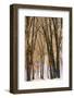 Black oaks in winter, Yosemite Valley, Yosemite National Park, California, USA-Russ Bishop-Framed Photographic Print