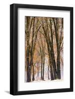 Black oaks in winter, Yosemite Valley, Yosemite National Park, California, USA-Russ Bishop-Framed Photographic Print