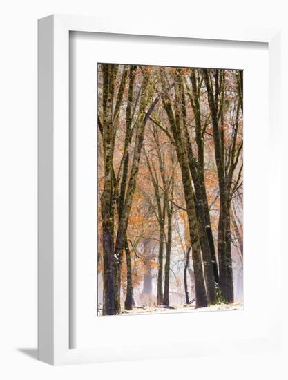 Black oaks in winter, Yosemite Valley, Yosemite National Park, California, USA-Russ Bishop-Framed Photographic Print