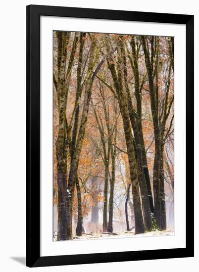 Black oaks in winter, Yosemite Valley, Yosemite National Park, California, USA-Russ Bishop-Framed Premium Photographic Print