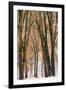 Black oaks in winter, Yosemite Valley, Yosemite National Park, California, USA-Russ Bishop-Framed Premium Photographic Print