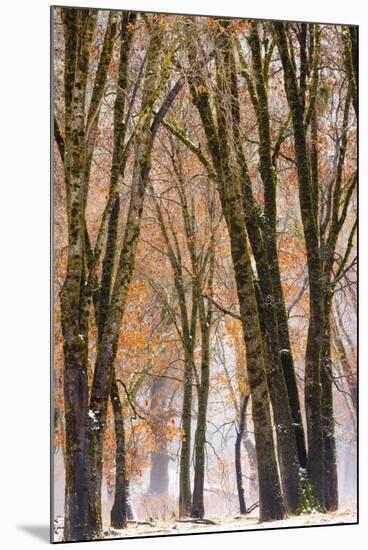 Black oaks in winter, Yosemite Valley, Yosemite National Park, California, USA-Russ Bishop-Mounted Premium Photographic Print