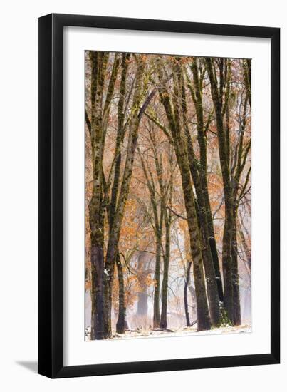 Black oaks in winter, Yosemite Valley, Yosemite National Park, California, USA-Russ Bishop-Framed Photographic Print