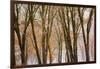 Black oaks in winter, Yosemite Valley, Yosemite National Park, California, USA-Russ Bishop-Framed Photographic Print