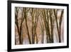 Black oaks in winter, Yosemite Valley, Yosemite National Park, California, USA-Russ Bishop-Framed Premium Photographic Print