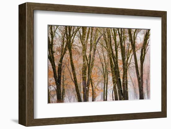 Black oaks in winter, Yosemite Valley, Yosemite National Park, California, USA-Russ Bishop-Framed Photographic Print