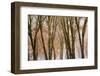 Black oaks in winter, Yosemite Valley, Yosemite National Park, California, USA-Russ Bishop-Framed Photographic Print