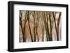 Black oaks in winter, Yosemite Valley, Yosemite National Park, California, USA-Russ Bishop-Framed Photographic Print