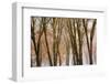 Black oaks in winter, Yosemite Valley, Yosemite National Park, California, USA-Russ Bishop-Framed Photographic Print