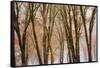 Black oaks in winter, Yosemite Valley, Yosemite National Park, California, USA-Russ Bishop-Framed Stretched Canvas