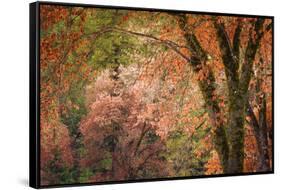 Black oaks in winter, Yosemite Valley, Yosemite National Park, California, USA-Russ Bishop-Framed Stretched Canvas