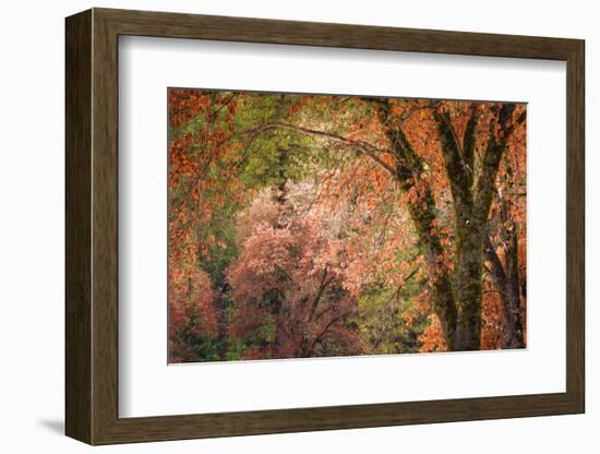 Black oaks in winter, Yosemite Valley, Yosemite National Park, California, USA-Russ Bishop-Framed Photographic Print