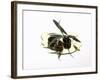 Black Olives and Olive Sprig in Olive Oil-Karl Newedel-Framed Photographic Print