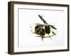 Black Olives and Olive Sprig in Olive Oil-Karl Newedel-Framed Photographic Print