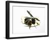 Black Olives and Olive Sprig in Olive Oil-Karl Newedel-Framed Photographic Print