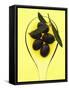 Black Olives in Olive Oil with Sprig of Olive Leaves-Marc O^ Finley-Framed Stretched Canvas