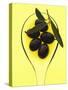 Black Olives in Olive Oil with Sprig of Olive Leaves-Marc O^ Finley-Stretched Canvas