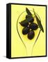 Black Olives in Olive Oil with Sprig of Olive Leaves-Marc O^ Finley-Framed Stretched Canvas
