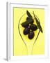 Black Olives in Olive Oil with Sprig of Olive Leaves-Marc O^ Finley-Framed Photographic Print