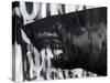 Black on Black Shark-Shark Toof-Stretched Canvas