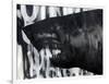 Black on Black Shark-Shark Toof-Framed Art Print