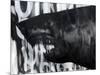 Black on Black Shark-Shark Toof-Mounted Art Print