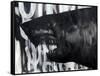 Black on Black Shark-Shark Toof-Framed Stretched Canvas