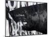 Black on Black Shark-Shark Toof-Mounted Art Print