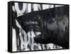 Black on Black Shark-Shark Toof-Framed Stretched Canvas