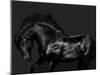 Black on Black-Samantha Carter-Mounted Art Print