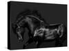 Black on Black-Samantha Carter-Stretched Canvas