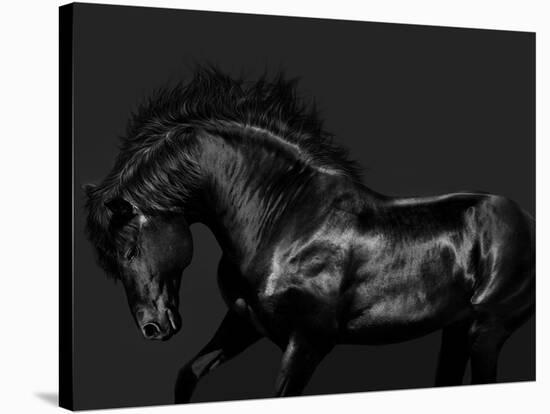 Black on Black-Samantha Carter-Stretched Canvas