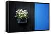 Black on Blue-Philippe Sainte-Laudy-Framed Stretched Canvas