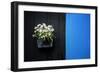 Black on Blue-Philippe Sainte-Laudy-Framed Photographic Print