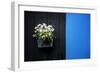 Black on Blue-Philippe Sainte-Laudy-Framed Photographic Print