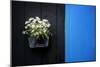 Black on Blue-Philippe Sainte-Laudy-Mounted Photographic Print