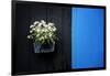 Black on Blue-Philippe Sainte-Laudy-Framed Photographic Print