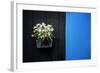 Black on Blue-Philippe Sainte-Laudy-Framed Photographic Print