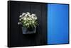 Black on Blue-Philippe Sainte-Laudy-Framed Stretched Canvas