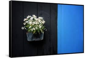 Black on Blue-Philippe Sainte-Laudy-Framed Stretched Canvas
