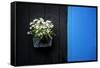 Black on Blue-Philippe Sainte-Laudy-Framed Stretched Canvas