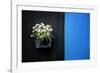 Black on Blue-Philippe Sainte-Laudy-Framed Photographic Print