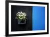 Black on Blue-Philippe Sainte-Laudy-Framed Photographic Print