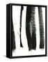 Black on White 3-Iris Lehnhardt-Framed Stretched Canvas