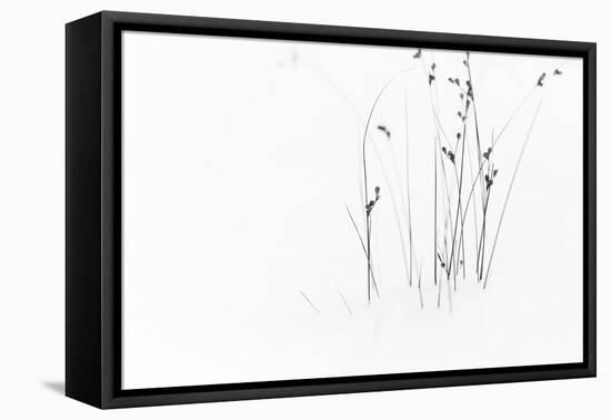 Black on White-Dusan Ljubicic-Framed Stretched Canvas